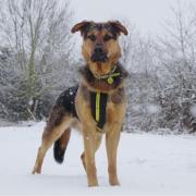 Dog Trust Evesham is urging dog owners to follow some simple steps this winter