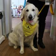 Maisie cheered up patients at the Worcestershire Stroke Rehabilitation Centre