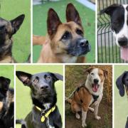 Can you give one of these seven dogs a new home?