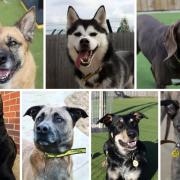 Can you rehome one of these seven dogs?