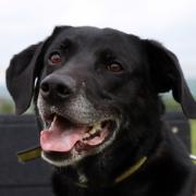 Toby is looking for a new home and has been since August 2022 - could you be his new owner?