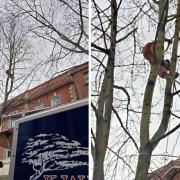 TREES: Workers scale the heights in the trees in High Street