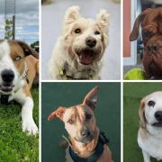 These five dogs are looking for loving new homes - can you help?