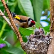 The bird nesting season, which runs from March to August, starts in less than a week