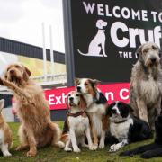 Crufts begins this week and there are many events happening over the course of the competition - here's the timetable for the main arena
