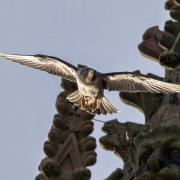 Peregrines Peter and Peggy have returned to Worcester Cathedral to nest