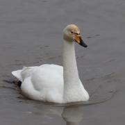 SPOTTED: A whooper swan has been seen in Worcester