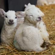 Pregnant ewes and lambs are particularly vulnerable amid lambing season