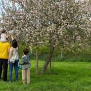2024 marks National Trust's fifth annual #BlossomWatch