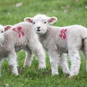 The UK Health Security Agency has urged parents to be vigilant during visits to farms or petting zoos