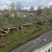 Multiple trees have been removed along the A38