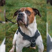 NO OFFERS: Mastiff Cross Roody is patiently waiting for a forever home at Worcestershire Animal Rescue Shelter.
