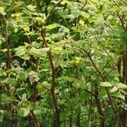 There are a total of 446 known Japanese knotweed infestations across Worcestershire