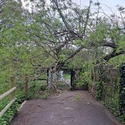Meco Alley remains closed due to a fallen tree
