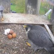 Hatched: First peregrine falcon egg