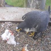 HELLO WORLD: Three new peregrine falcon chicks at Worcester Cathedral
