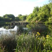 Offerton Lane Nature Reserve is in the St Nicholas ward