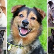 Some dogs at Dogs Trust Evesham are older and looking for their forever home - here are five of them