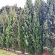 PERMISSION: This row of conifers is about to be cut down