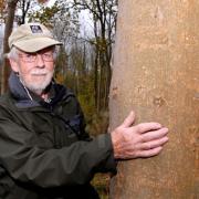 WOODLAND WOE: Worcestershire Wildlife Trust officer Harry Green in Tiddesley Wood, Pershore, where ash trees could be badly hit by the chalara disease. Picture by Paul Jackson. (45172501)