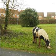 Horse grazing: a familiar sight in the ward