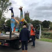 GOODBYE: The Worcester Stands art trail has come to an end and the giraffe sculptures will be ready for auction on October 11