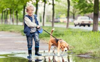 Where to walk your dog this weekend