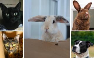 5 animals with RSPCA Worcester and Mid-Worcestershire looking for new homes (RSPCA/Canva)