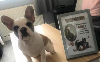 French bulldog Milo won the 2022 Worcester News Perfect Pets competition.