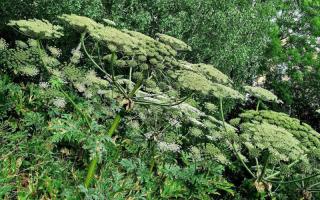 TOXIC: A Giant Hogweed presence in Worcestershire has prompted a warning from  a national body.