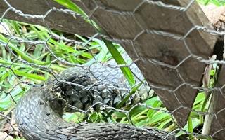 This snake was caught in chicken wire in Monty Don's garden