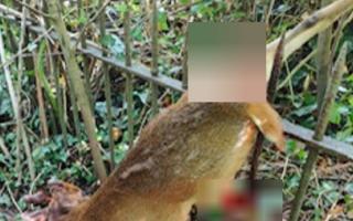 INJURED: Animal injured on a railing