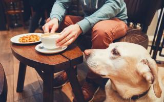 DOGS: We have compiled a list of dog friendly cafes to visit on National Dog Day this weekend.