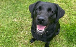 ADORABLE: Meet the trainee guide dog that travelled from japan to Worcestershire for her training.