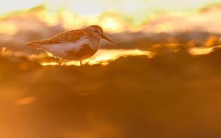 Alex George won the 12-15 category for 'Golden glow', a photo of a dunlin bird on a beach in Pembrokeshire