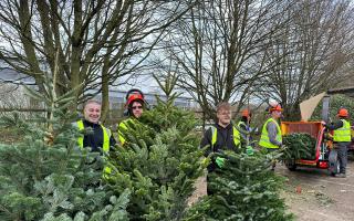 Over 2,560 Christmas trees were collected for recycling