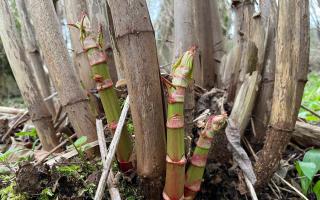 Unusual early growth of Japanese Knotweed was observed in February