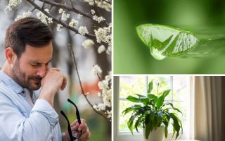 Did you know some houseplants can help with dreaded hay fever symptoms?
