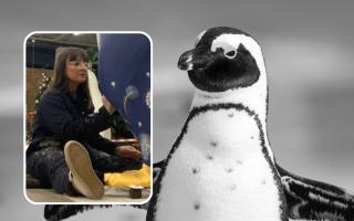 Inset: Artist Marnie Maurri working on her penguin sculpture design