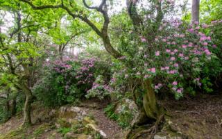 Experts at the Woodland Trust have warned gardeners not to buy rhododendron ponticum
