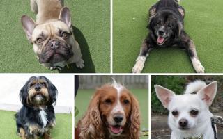 A variety of dogs are looking for new homes, including a Chihuahua and a Yorkshire Terrier/Poodle cross