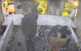 The Peregrine Falcon chicks at Worcester Cathedral will be named soon