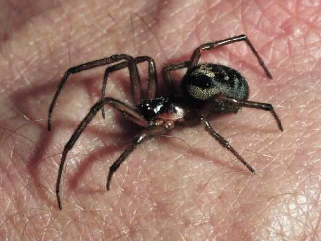 False widow spider species found in the south of England (38289003)